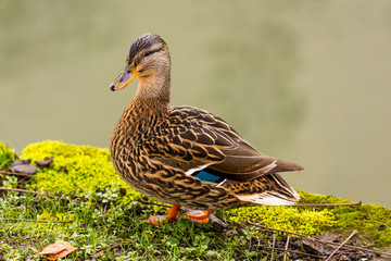 Ente