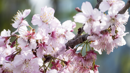 Sakura. Cherry Blossom in Spring season. Beautiful Pink Flowers