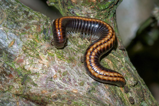 Tausendf&uuml;&szlig;er (Myriapoda) unbestimmte Art