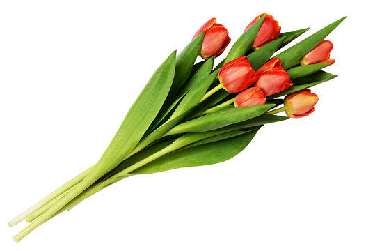 Seven red tulip flowers bouquet