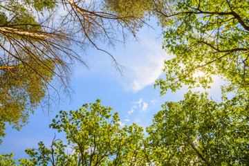 The green trees top in forest, blue sky and sun beams shining through leaves