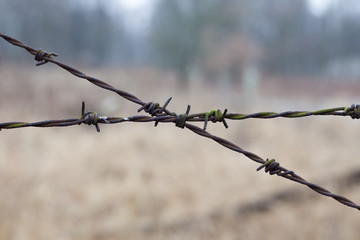 barbed wire
