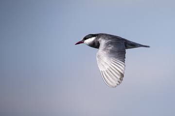 Whiskered tern in flight with open wings