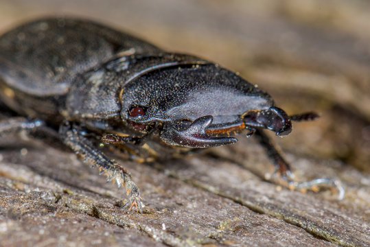 Balkenschr&ouml;ter (Dorcus parallelipipedus) M&auml;nnchen 