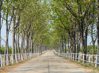 Tree lined road to farm
