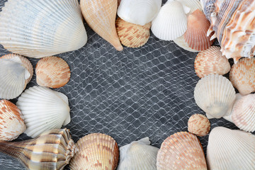 Background With Shells