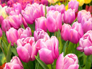 fresh colorful tulips in spring