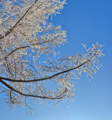 larch in snow, Siberia, Russia