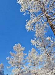 larch in snow, Siberia, Russia