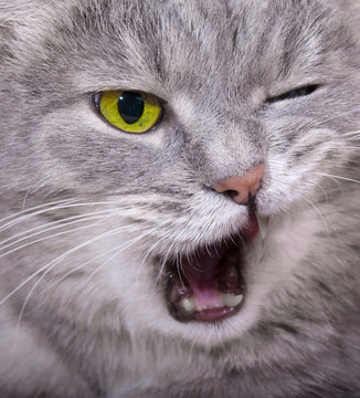 Muzzle of the shouting angry cat with the blinked eye and an ope