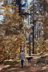 Fototapeta premium Dogs walking in nature