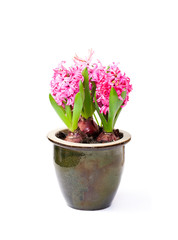 Pink  hyacinth flowers in the pot on white background