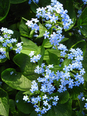 macrofilming of the growing flower a forget-me-not of blue color © mgsar