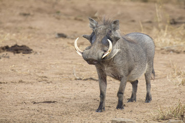 Single old Warthog walking to waterhole to drink