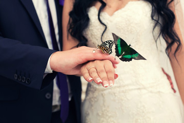 groom the bride and a butterfly in hands