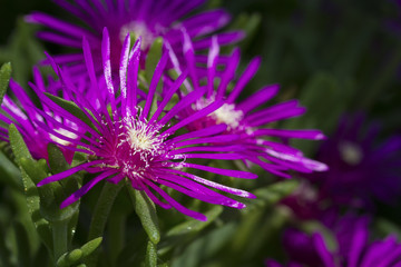 Macro of a small purple flower with green background