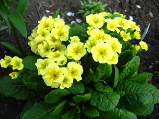 macrofilming of the growing flower a primrose pr&iacute;mula yellow on