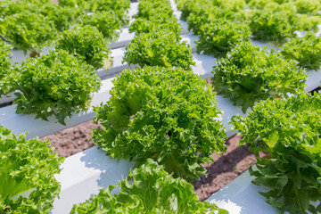 Fototapeta na wymiar Green lettuce cultivation on hydroponic technology