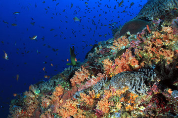 Naklejka na ściany i meble Colorful Coral Reef at Crystal Bay, Nusa Penida. Bali, Indonesia