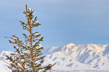 larch in snow, Siberia, Russia