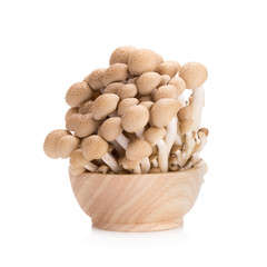 shimeji mushrooms brown varieties on white background