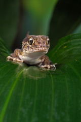 Madagascan Ground Gecko (Paroedura Pictus)/Madagascan Ground Gecko on large wet palm leaf