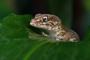 Madagascan Ground Gecko (Paroedura Pictus)/Madagascan Ground Gecko on large wet palm leaf