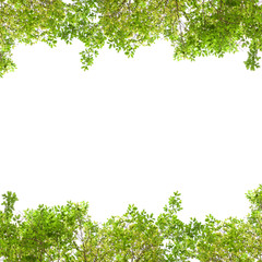 Fresh Green leaf frame isolated on white background.