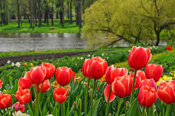 Obraz premium colorful tulips