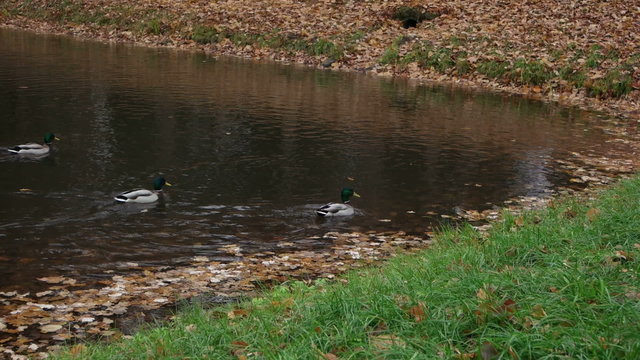 Ducks float on the autumn lake.