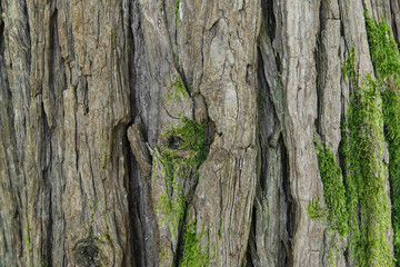 Background texture of tree bark. Skin the bark of a tree that traces cracking.