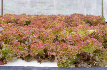 Red oak, green oak, frillice iceberg , cultivation hydroponic gr
