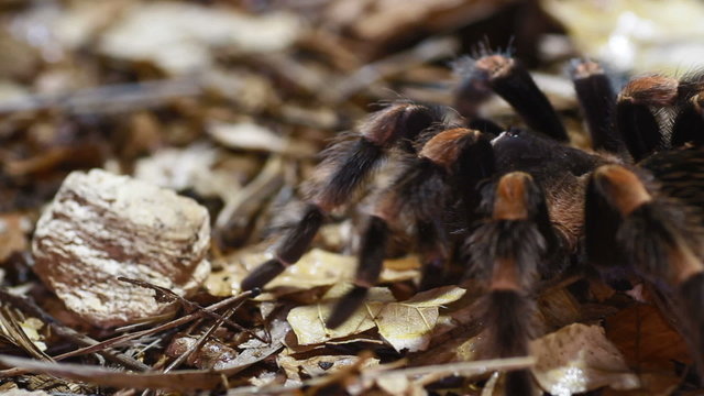 Mexican Redknee Tarantula Brachypelma smithi
