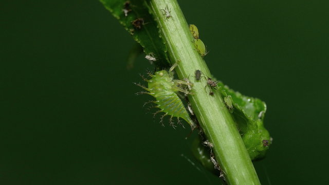 4K Buffalo Treehopper (Ceresa alta) Nymph and Aphids 1