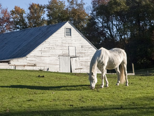 White Horse and Dutch Barn: A white horse grazing in front of an old Dutch barn near LaGrangeville, New York in Dutchess County