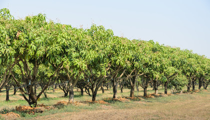Fototapeta na wymiar Mango orchard in Thailand