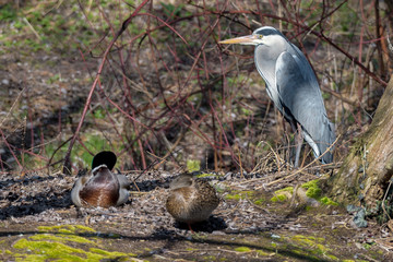 Graureiher (Ardea cinerea) am Ufer eines Teiches 