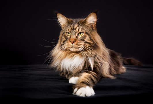 Maine Coon cat