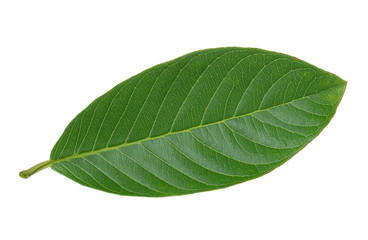 Green leaf. Isolated on a white.