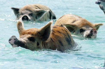 Swimming Pigs, bahamas