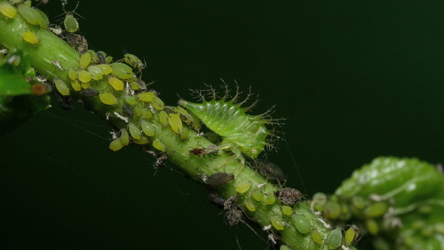 4K Buffalo Treehopper (Ceresa alta) Nymph and Aphids 2