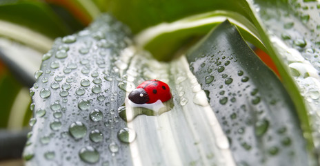 Ladybug in rain drops