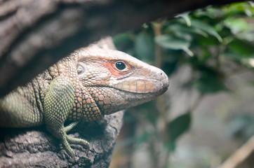 Lizard head with hands
