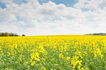 Obraz premium Yellow rapeseed field in sunny spring day 