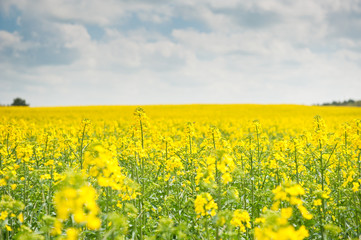 Fototapeta premium Yellow rapeseed field in sunny spring day 