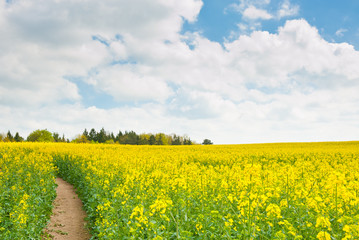 Obraz premium Yellow rapeseed field in sunny spring day 