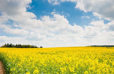 Yellow rapeseed field in sunny spring day 