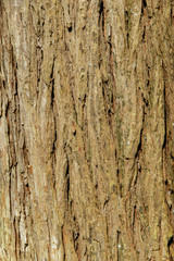 Background texture of tree bark. Skin the bark of a tree that traces cracking.