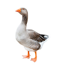 A grey goose, isolated on white background - obrazy, fototapety, plakaty