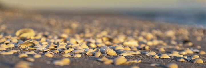 Muscheln im Abendlicht am Sandstrand - Banner